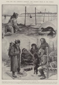 Furs for the European Markets, the Dearest Pelts in the World